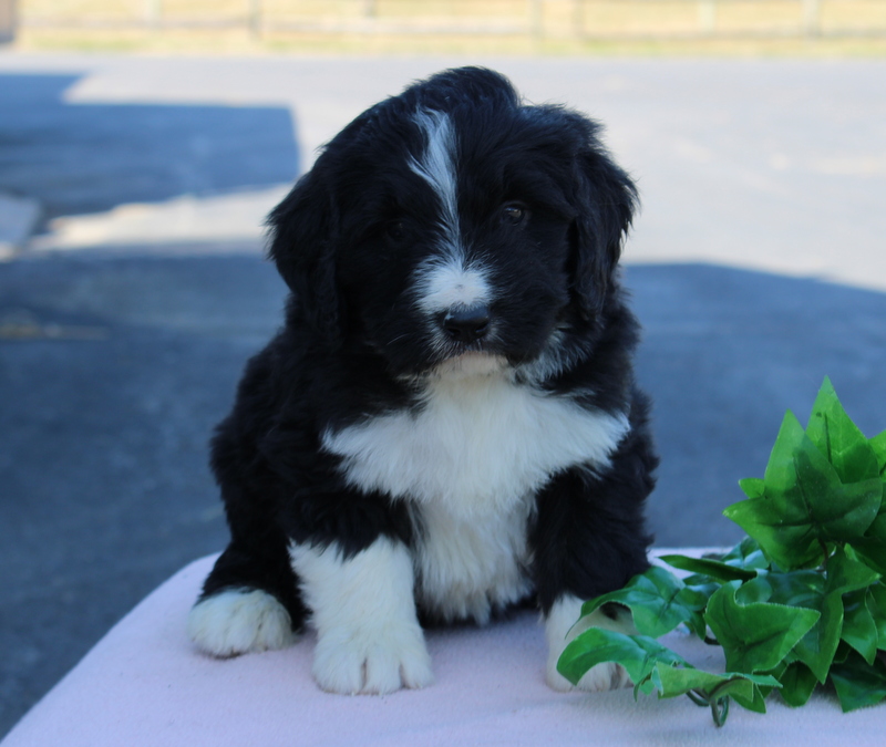 puppy, for, sale, Mini Golden Doodle F1, Matthew B. Stoltzfus, dog, breeder, Gap, PA, dog-breeder, puppy-for-sale, forsale, nearby, find, puppyfind, locator, puppylocator, aca